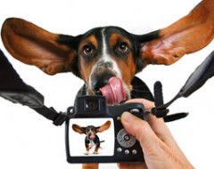 Hunde-Fotoshooting