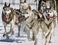 Huskys kennenlernen