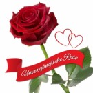 Ewige Rose